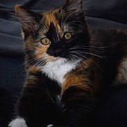 Aka a rejoint le concours — aidez-le/la à gagner de superbes lots ! animal, black_background, cat, close_up, cozy, curious, cute, domestic_cat, eyes, feline, fur, indoor, kitten, pet, portrait, resting, soft_lighting, tortoiseshell, whiskers, young