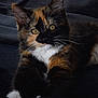 animal, black_background, cat, close_up, cozy, curious, cute, domestic_cat, eyes, feline, fur, indoor, kitten, pet, portrait, resting, soft_lighting, tortoiseshell, whiskers, young