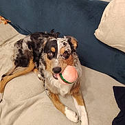Ariel a rejoint le concours — aidez-le/la à gagner de superbes lots ! dog, toy, hamburger_toy, couch, beige_couch, blue_cushion, pet, indoor, animal, playful, fur, brown, black, white, resting, looking_at_camera, canine, domestic_animal, cute, companion