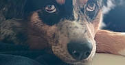 Ariel a rejoint le concours — aidez-le/la à gagner de superbes lots ! animal, black, brown, close_up, cozy, cute, dog, eyes, face, fur, indoor, nose, pet, portrait, relaxed, resting, snout, soft_focus, table, white