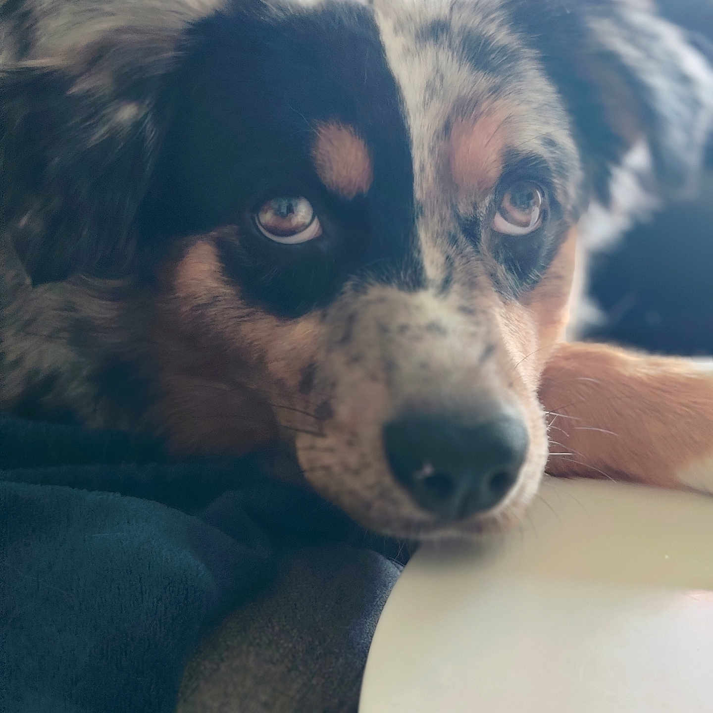 Ariel a rejoint le concours — aidez-le/la à gagner de superbes lots ! dog, close_up, resting, face, fur, brown, black, white, eyes, pet, animal, cute, portrait, indoor, soft_focus, table, relaxed, snout, nose, cozy