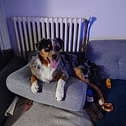 Ariel a rejoint le concours — aidez-le/la à gagner de superbes lots ! black_fur, bone, brown_fur, carpet, couch, cozy, dog, furniture, indoor, living_room, paw, pet, playful, radiator, relaxed, resting, snout, tongue_out, toy, white_fur