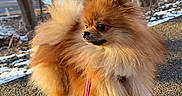 Leonidas is registered to the contest to win money with this photo: dog, pomeranian, fluffy, leash, outdoor, sunlight, trees, winter, snow, path, animal, pet, walking, curious, small_dog, fur, nature, daytime, canine, walking_path