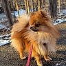 dog, pomeranian, fluffy, leash, outdoor, sunlight, trees, winter, snow, path, animal, pet, walking, curious, small_dog, fur, nature, daytime, canine, walking_path