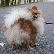 Leonidas is registered to the contest to win money with this photo: