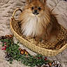 Leonidas is registered to the contest to win money with this photo: dog, pomeranian, basket, blanket, pine_cones, greenery, berries, holiday_decor, cozy, fluffy, pet, animal, cute, indoor, furry, portrait, small_dog, winter_theme, decorative, nature_elements