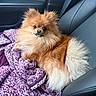Leonidas joined the competition — help win amazing prizes! dog, pomeranian, pet, fluffy, purple_blanket, car_seat, leather, seatbelt, small_dog, animal, cute, indoors, fur, companion, resting, looking_at_camera, portrait, cozy, domestic_animal, mammal