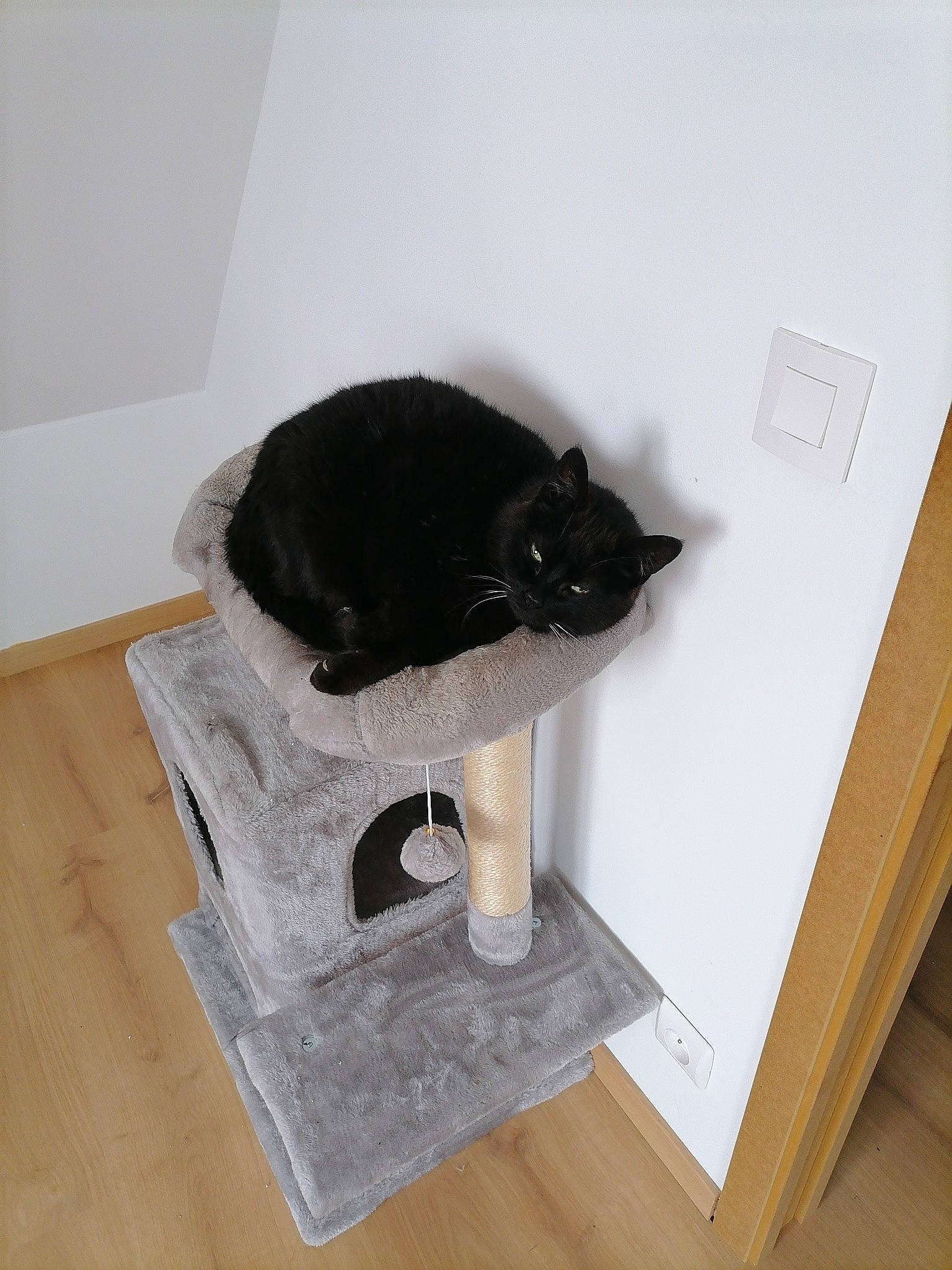 Malice a rejoint le concours — aidez-le/la à gagner de superbes lots ! black_cat, carnivore, cat, cat_supply, comfort, domestic_short_haired_cat, felidae, flooring, fur, hardwood, home_appliance, household_supply, paper, paper_product, pet_supply, room, small_to_medium_sized_cats, tail, whiskers, wood