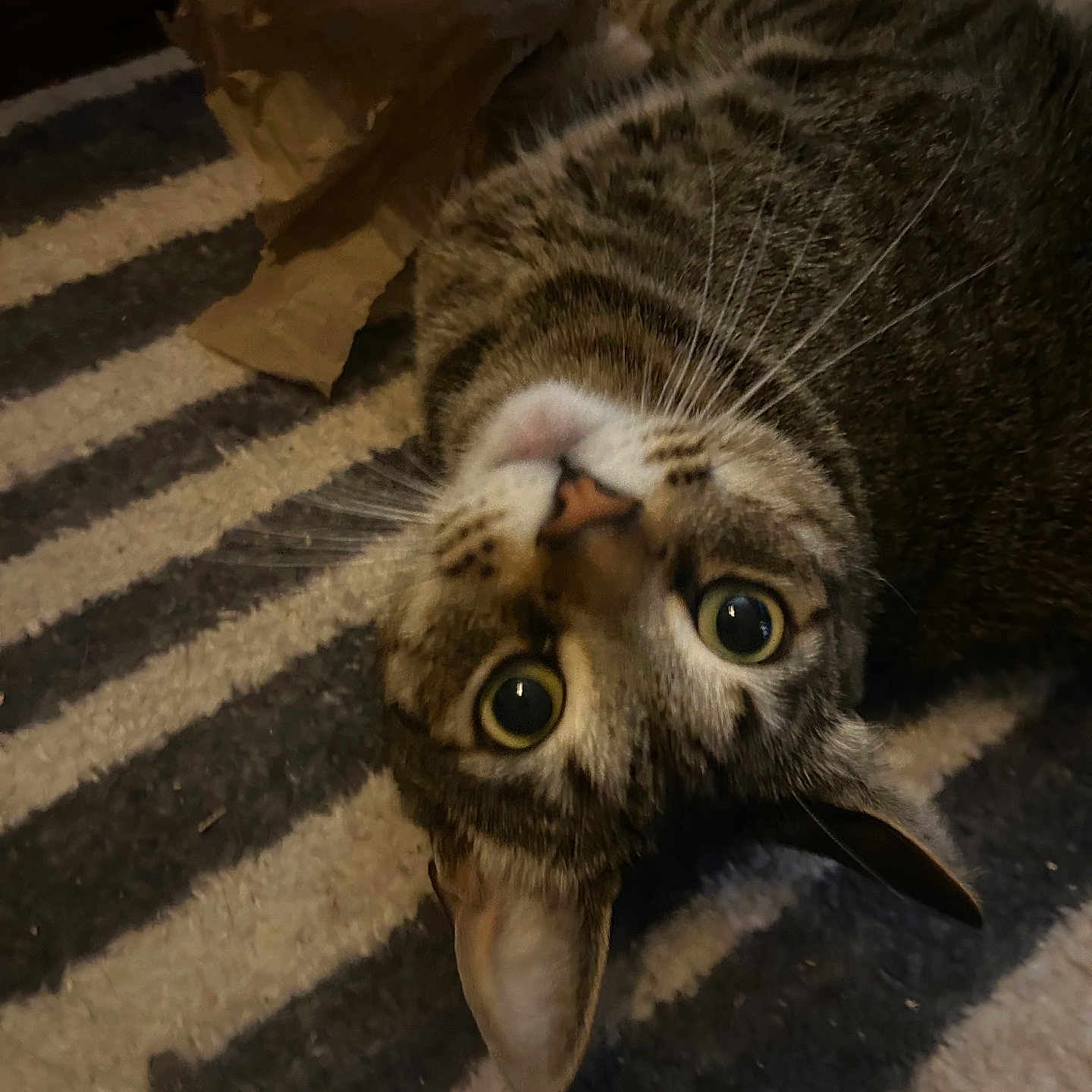 Lil Boy