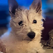 Gunner is registered to the contest to win money with this photo: animal, black_nose, close_up, companion, cozy, curious, curly_hair, cute, dog, domestic, ears, fluffy, friendly, fur, indoor, mammal, pet, portrait, soft_light, whiskers