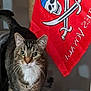 cat, tabby, pet, animal, indoor, feline, whiskers, ears, eyes, tail, fur, pirate_flag, red_flag, cat_tree, curious, standing, domestic, household, closeup, portrait