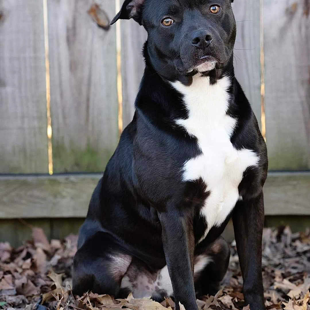 Jetson joined the competition — help win amazing prizes! animal, backyard, ball, bostonbull, boxer, bulldog, canine, dog, frenchbulldog, hound, husky, labradorretriever, pet, pitbull, puppy, snout, sport, tennis, tennisball, wood