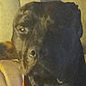 dog, black_dog, pet, animal, canine, portrait, close_up, indoors, dark_fur, brown_fur, eye, nose, ears, seated, resting, couch, home, dim_lighting, moody, photograph
