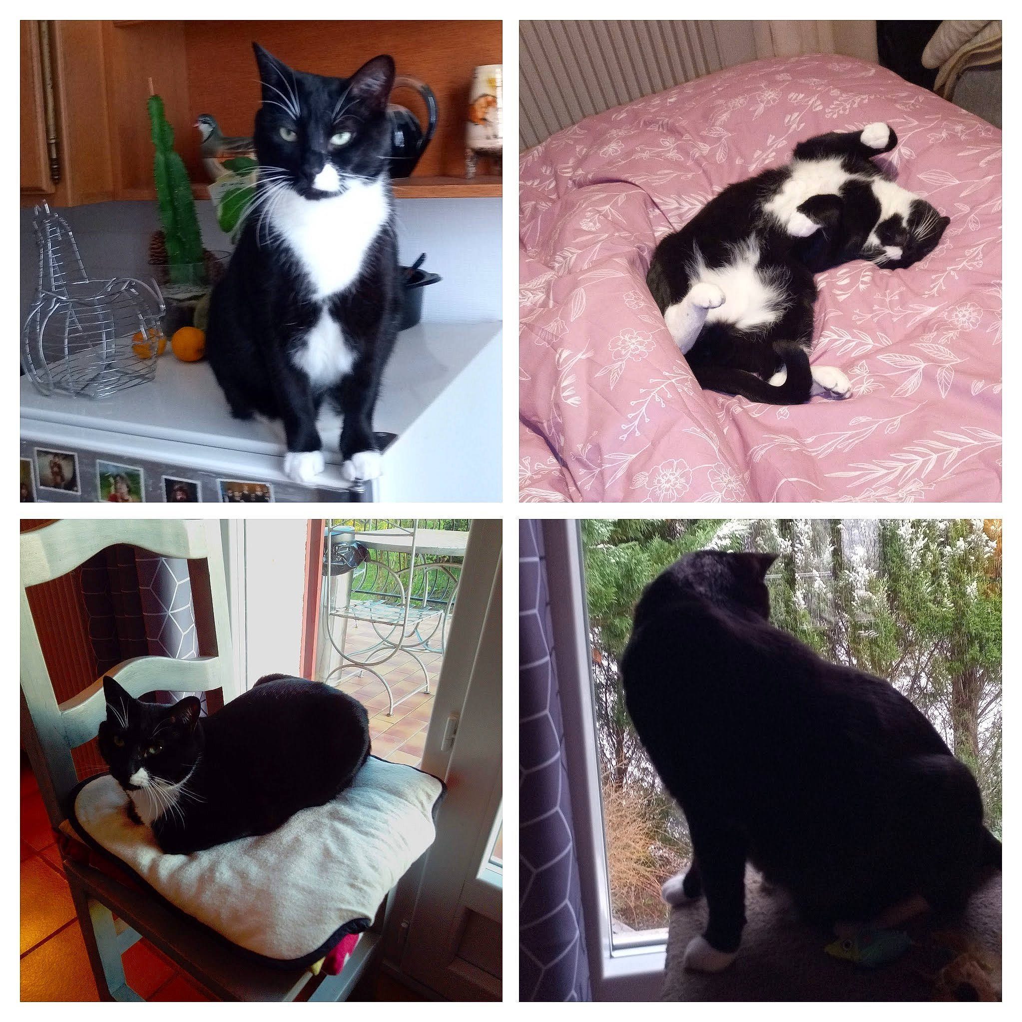 Shédir participe au concours pour gagner de l'argent avec cette photo : black, black_cat, carnivore, cat, collage, comfort, domestic_short_haired_cat, felidae, fur, green, mammal, photograph, plant, small_to_medium_sized_cats, snapshot, snout, tail, vertebrate, whiskers, white