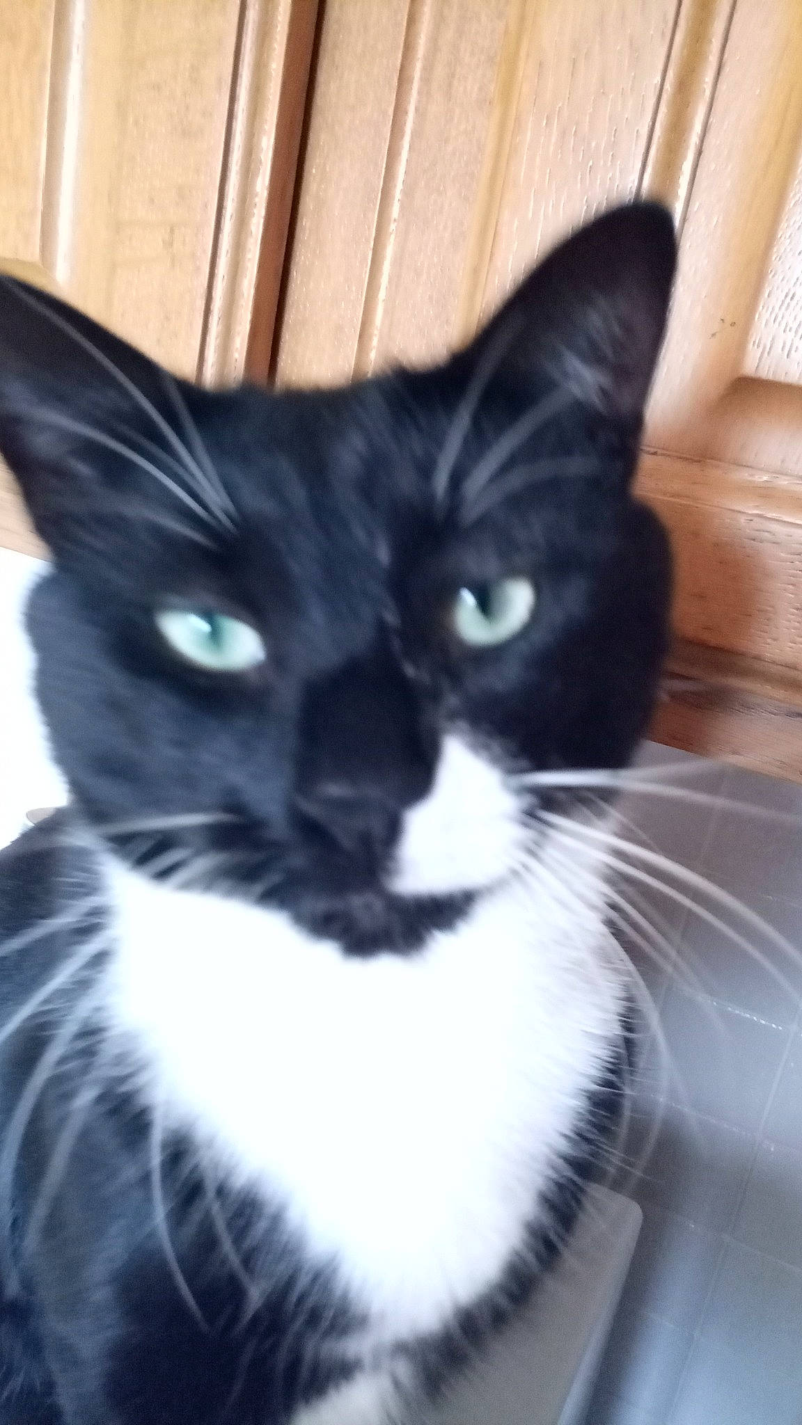 Shédir a rejoint le concours — aidez-le/la à gagner de superbes lots ! black_cat, carnivore, cat, comfort, domestic_short_haired_cat, electric_blue, felidae, fur, hair, iris, monochrome_photography, small_to_medium_sized_cats, snout, tail, terrestrial_animal, whiskers