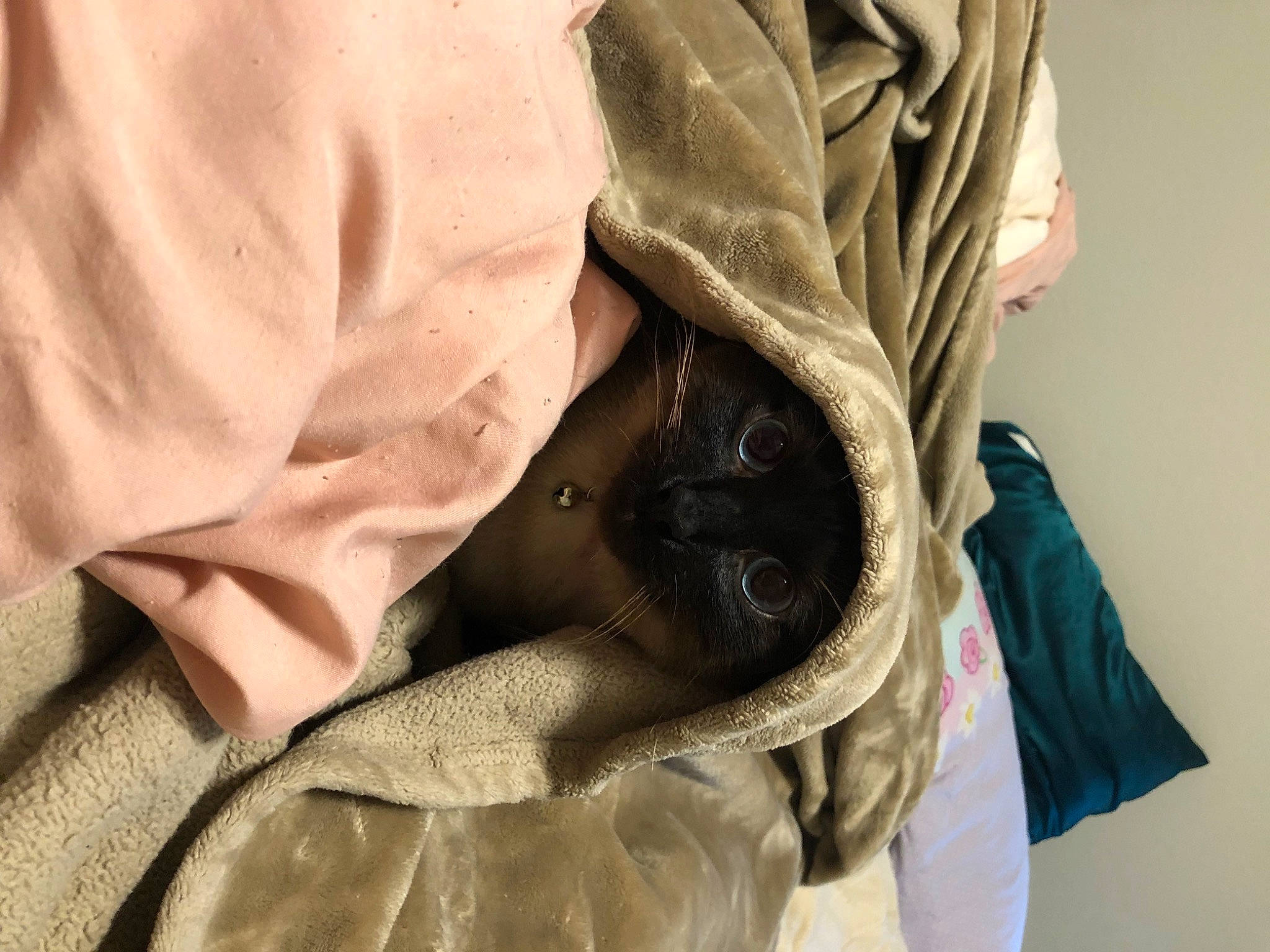 Toast joined the competition — help win amazing prizes! carnivore, collar, comfort, denim, dress_shirt, fashion_accessory, fur, hood, jacket, leather, leather_jacket, linens, outerwear, pattern, pocket, sleeve, t_shirt, top