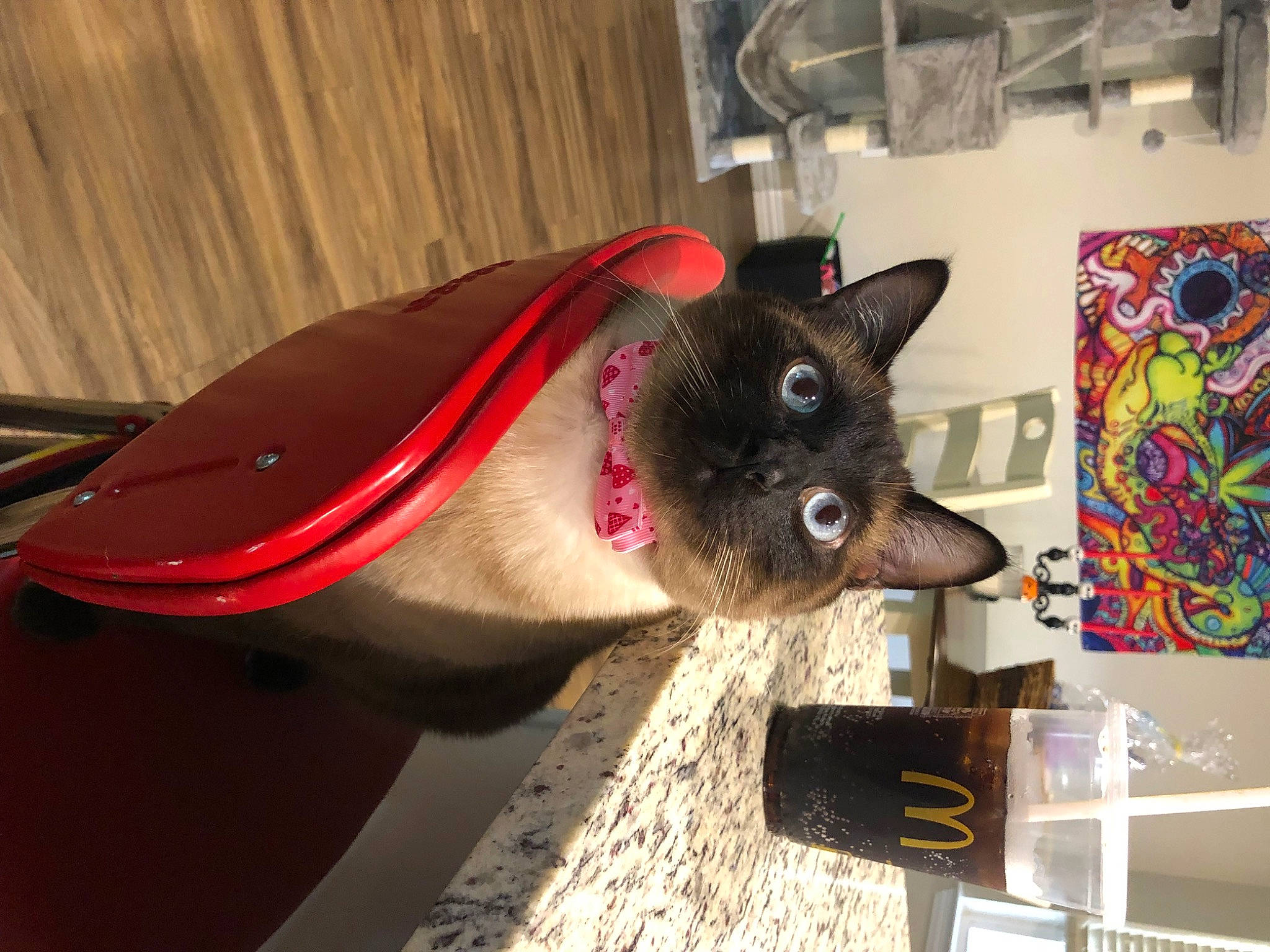 Toast joined the competition — help win amazing prizes! art, carmine, carnivore, cat, cone, fawn, felidae, room, small_to_medium_sized_cats, snout, visual_arts, whiskers