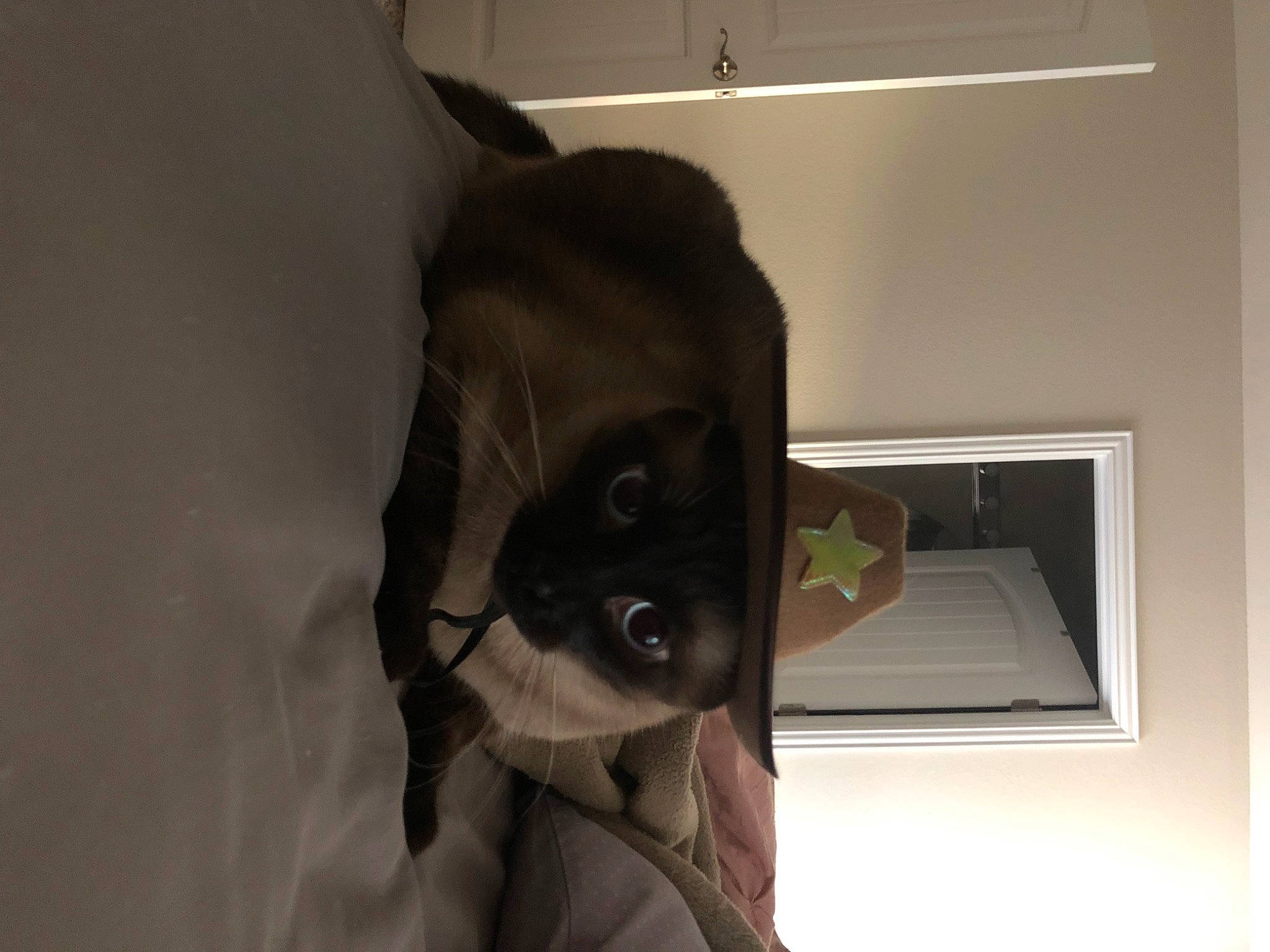 Toast is registered to the contest to win money with this photo: canidae, carnivore, comfort, companion_dog, dog_breed, eyewear, fawn, felidae, fur, helmet, human_body, jaw, personal_protective_equipment, room, small_to_medium_sized_cats, snout, sporting_group, sunglasses, tail, whiskers