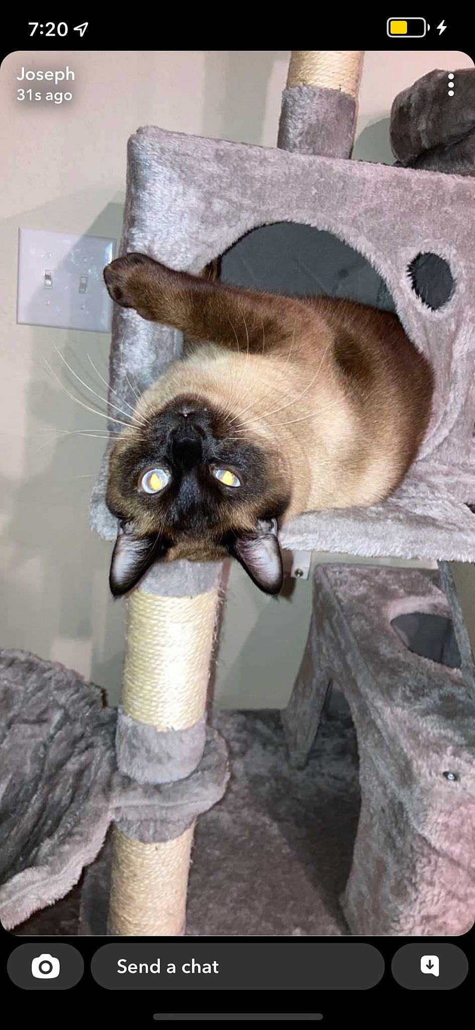 Toast joined the competition — help win amazing prizes! carnivore, cat, claw, felidae, fur, plant, siamese, small_to_medium_sized_cats, tail, terrestrial_animal, thai, whiskers