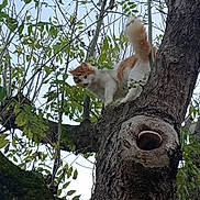 Mei participe au concours pour gagner de l'argent avec cette photo : cat, tree, branch, green_leaves, sky, outdoor, nature, animal, curious, fur, orange_and_white, mushroom, hollow, bark, perched, wildlife, daytime, pet, climbing, fauna