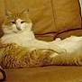 cat, orange_cat, white_cat, fluffy_cat, pet, animal, feline, couch, leather_couch, indoor, relaxed, lounging, leg_stretched, fur, whiskers, tail, home, comfortable, resting, cute