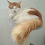 cat, orange, white, fluffy, sleeping, cat_tree, indoor, pet, feline, tail, cozy, resting, cute, animal, fur, domestic, relaxed, perch, whiskers, ears