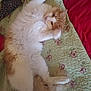 cat, fluffy, orange, white, pet, animal, resting, quilt, bed, indoor, feline, cute, relaxed, stretching, paw, fur, cozy, home, sleepy, lying_down