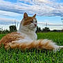 cat, orange_cat, white_cat, grass, outdoor, nature, sky, clouds, greenery, animal, pet, feline, relaxed, lying_down, field, trees, daytime, fluffy_tail, whiskers, serene