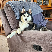 Arya a rejoint le concours — aidez-le/la à gagner de superbes lots ! husky, dog, recliner, furniture, blanket, wooden_cabinet, glassware, indoor, living_room, tile_floor, pet, relaxed, cozy, home, domestic, canine, comfort, resting, animal, household
