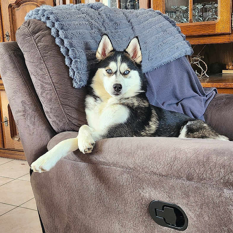 Arya