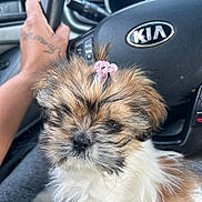 Layla is registered to the contest to win money with this photo: puppy, dog, pet, fluffy, hair_clip, car_interior, steering_wheel, hand, tattoo, lap, closeup, cute, animal, furry, young_dog, indoors, seat, vehicle, transportation, kitchen