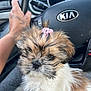 puppy, dog, pet, fluffy, hair_clip, car_interior, steering_wheel, hand, tattoo, lap, closeup, cute, animal, furry, young_dog, indoors, seat, vehicle, transportation, kitchen