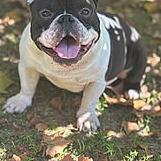 Louie joined the competition — help win amazing prizes! dog, bulldog, black_and_white, outdoor, grass, leaves, sunlight, shadow, happy, panting, tongue_out, pet, animal, nature, summer, closeup, sitting, cute, friendly, canine