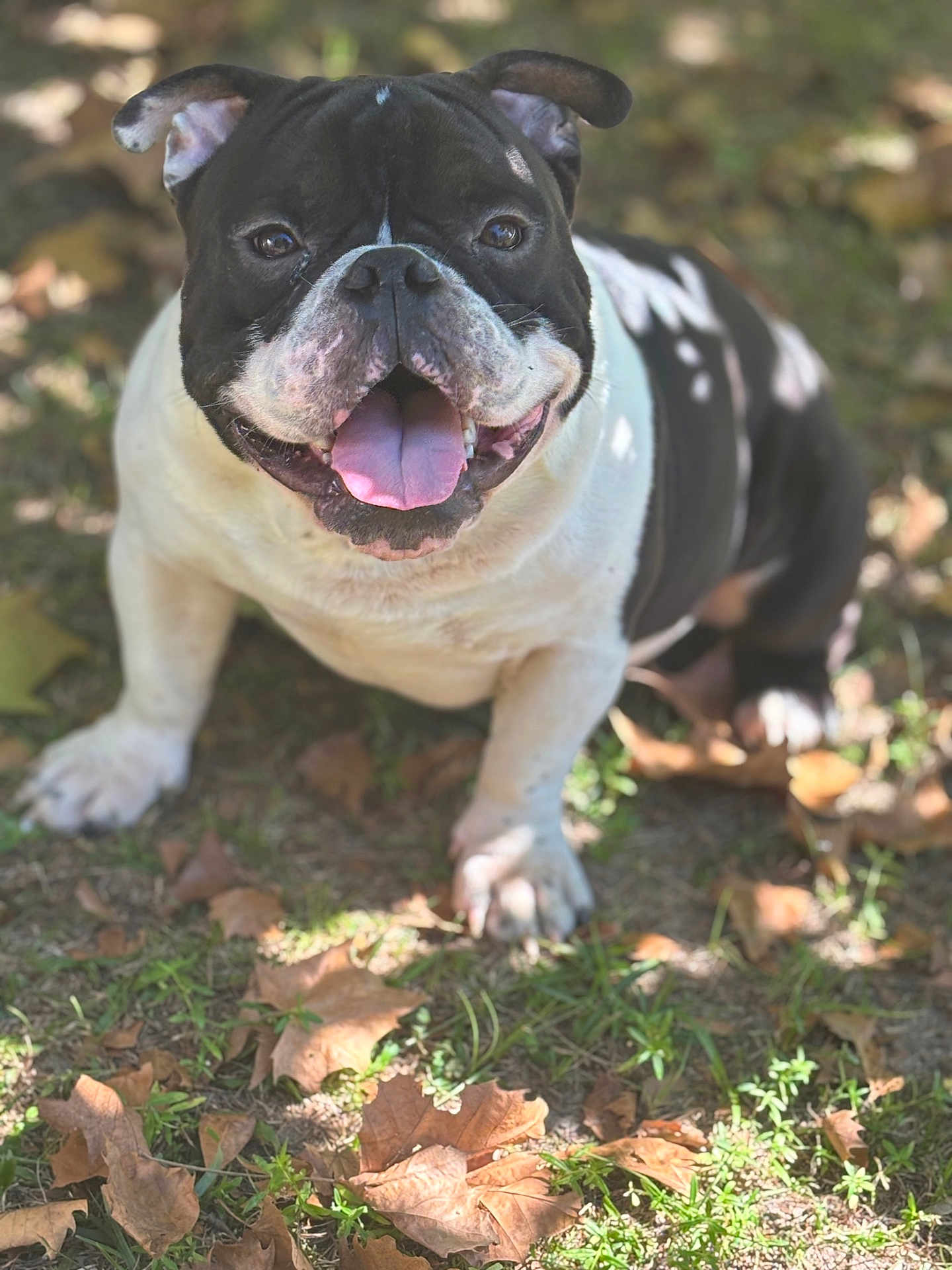 Louie joined the competition — help win amazing prizes! dog, bulldog, black_and_white, outdoor, grass, leaves, sunlight, shadow, happy, panting, tongue_out, pet, animal, nature, summer, closeup, sitting, cute, friendly, canine