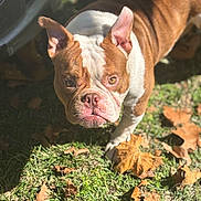 Caramel joined the competition — help win amazing prizes! dog, brown, white, outdoor, grass, leaves, sunlight, pet, animal, ears, face, wrinkles, nature, fall, autumn, closeup, canine, walking, daylight, curious