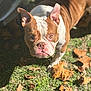 dog, brown, white, outdoor, grass, leaves, sunlight, pet, animal, ears, face, wrinkles, nature, fall, autumn, closeup, canine, walking, daylight, curious