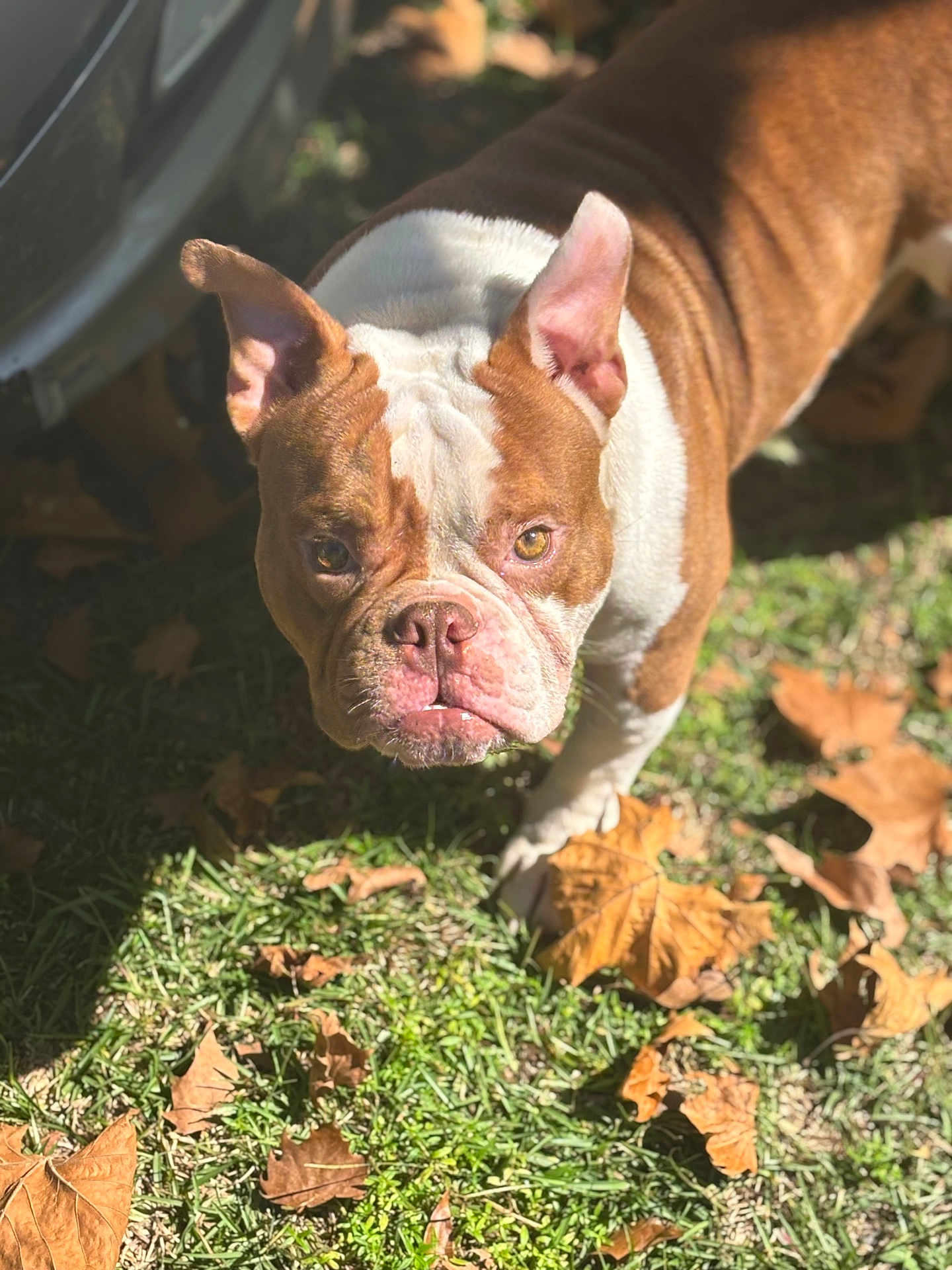 Caramel