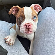 Mira is registered to the contest to win money with this photo: puppy, dog, heterochromia, blue_eye, brown_eye, pet, cute, close_up, car_interior, legs, grey_pants, sitting, nose, ears, whiskers, young_dog, animal, companionship, indoor, curious