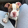 puppy, dog, heterochromia, blue_eye, brown_eye, pet, cute, close_up, car_interior, legs, grey_pants, sitting, nose, ears, whiskers, young_dog, animal, companionship, indoor, curious