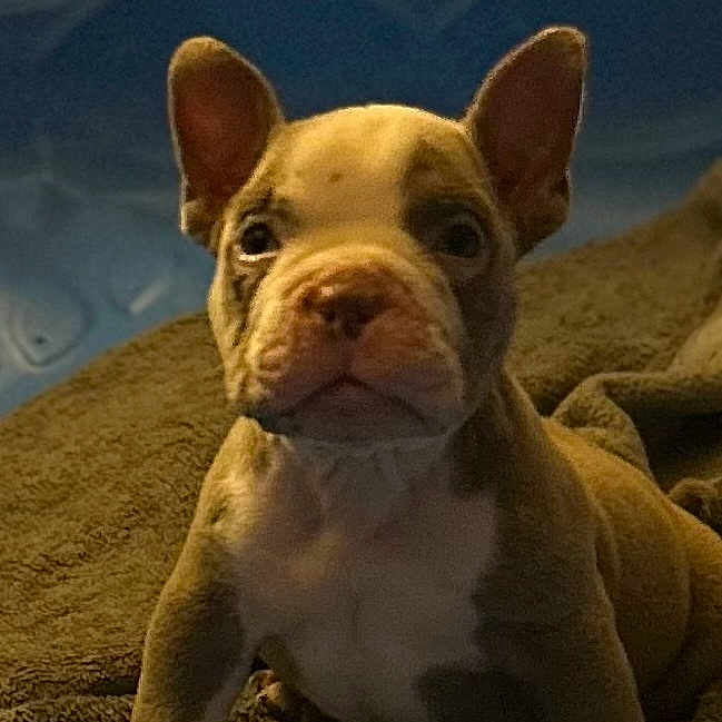Tootsie