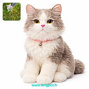 Oreo participe au concours pour gagner de l'argent avec cette photo : cat, fluffy, gray_and_white, yellow_eyes, pink_collar, bell, sitting, white_background, grass, inset_image, real_cat, green_grass, pet, animal, cute, portrait, feline, whiskers, domestic_cat, watermark