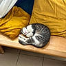 cat, sleeping, bench, wooden_bench, cushion, yellow_cushion, blanket, mustard_yellow, indoor, tile_floor, cozy, resting, nap, feline, domestic_cat, curled_up, pet, comfortable, relaxed, fur