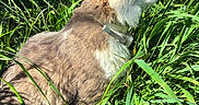 Oreo participe au concours pour gagner de l'argent avec cette photo : cat, grass, outdoor, nature, sunlight, collar, animal, feline, greenery, peaceful, closeup, pet, fur, daylight, plant, side_view, wild, relaxation, mammal, environment