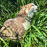 cat, grass, outdoor, nature, sunlight, collar, animal, feline, greenery, peaceful, closeup, pet, fur, daylight, plant, side_view, wild, relaxation, mammal, environment