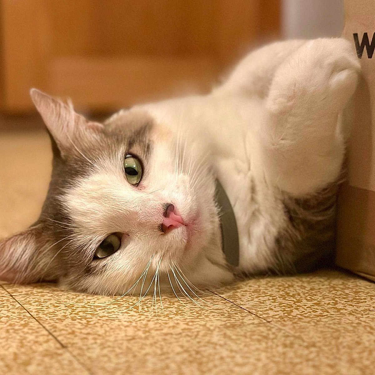 Oreo participe au concours pour gagner de l'argent avec cette photo : cat, pet, indoor, floor, whiskers, feline, relaxed, closeup, animal, cute, box, paws, green_eyes, fur, tabby, domestic_cat, sleepy, nose, collar, resting