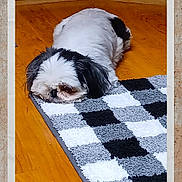 Molly joined the competition — help win amazing prizes! animal, black_and_white, calm, carpet, checkered_rug, companion, cozy, cute, dog, domestic, floor, fur, indoor, lying_down, pet, quiet, resting, sleepy, small_dog, wooden_floor