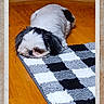 animal, black_and_white, calm, carpet, checkered_rug, companion, cozy, cute, dog, domestic, floor, fur, indoor, lying_down, pet, quiet, resting, sleepy, small_dog, wooden_floor