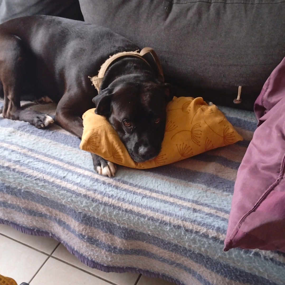 Skoo Bidou a rejoint le concours — aidez-le/la à gagner de superbes lots ! animal, black_dog, blanket, canine, comfort, couch, cozy, dog, domestic, floor_tiles, furniture, home, indoor, living_room, pet, pillow, relaxed, resting, wooden_chair, wooden_table