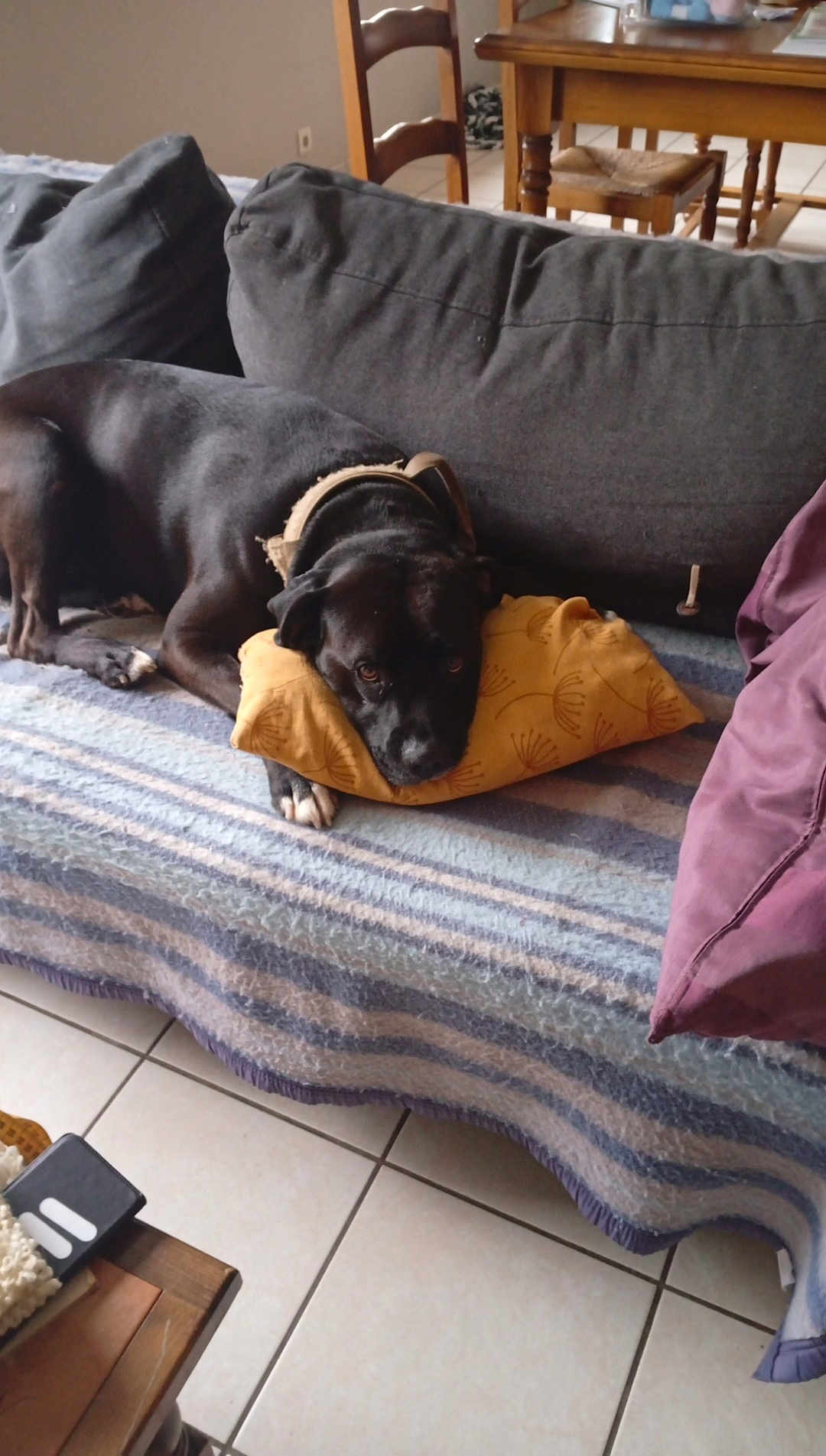 Skoo Bidou a rejoint le concours — aidez-le/la à gagner de superbes lots ! dog, black_dog, couch, pillow, blanket, indoor, wooden_chair, wooden_table, floor_tiles, resting, pet, animal, cozy, home, furniture, living_room, relaxed, domestic, canine, comfort