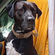 Pascal Leroy a rejoint le concours — aidez-le/la à gagner de superbes lots ! dog, black_dog, white_chest, collar, car_interior, car_seat, blanket, yellow_blanket, pet, animal, sitting, looking_away, indoors, window, curtain, seat_cover, closeup, portrait, canine, domestic_animal